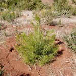 Plantations agro-sylvo-pastorales